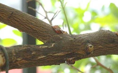 果树价格生产厂家