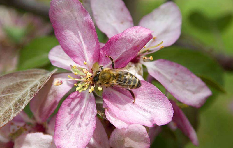 授粉剂生产厂家