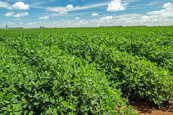 化肥使用中常见的几种不合理现象