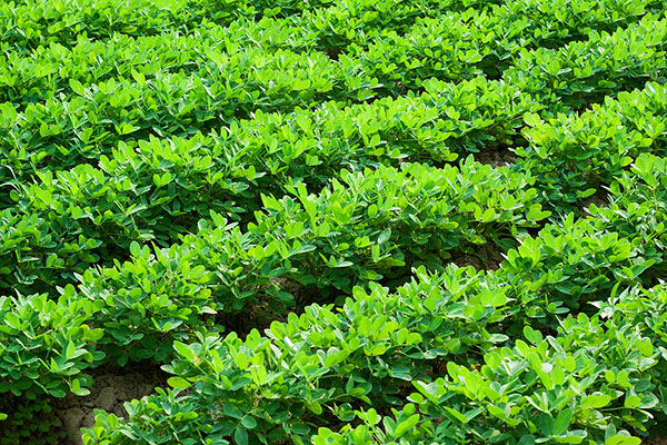 促进植物生长的叶面肥料有哪些调节剂作用?