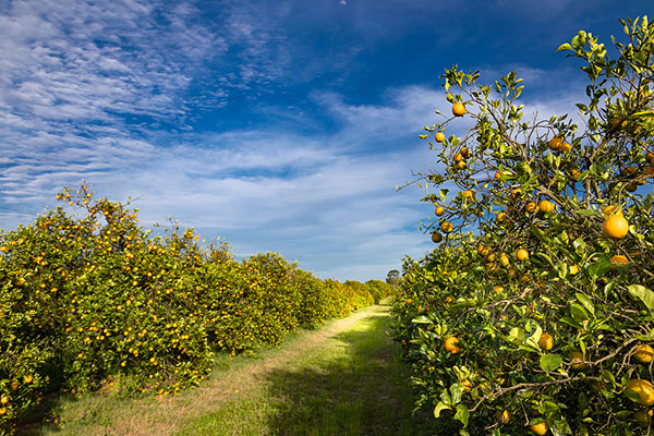 春季果树追肥如何避免肥害？