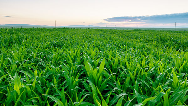叶面肥晚上打有效果吗?喷后下雨怎么办?