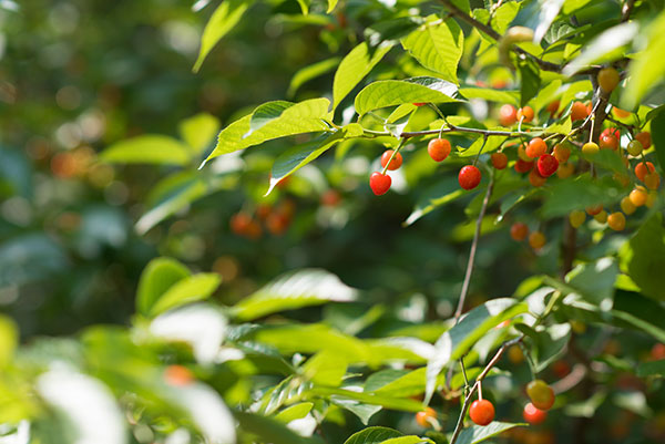 铁肥和叶面肥能兑在一起用吗?喷施使用注意