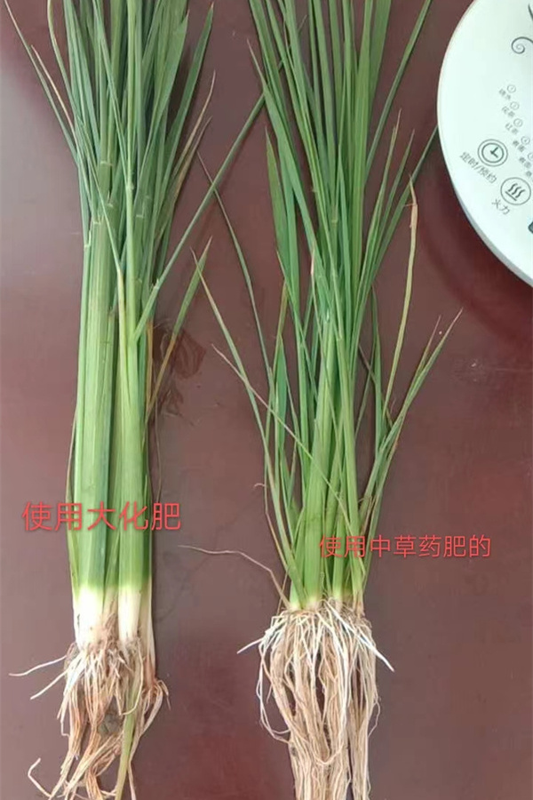 使用中草药大化肥对比图